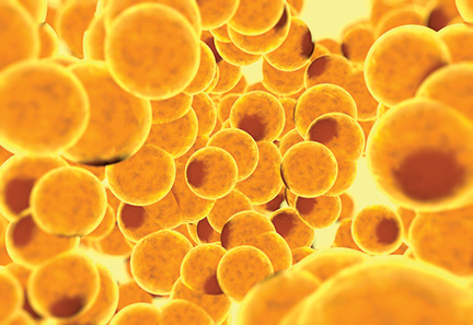 Fat Cell