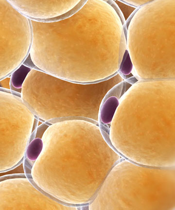 Fat Cell